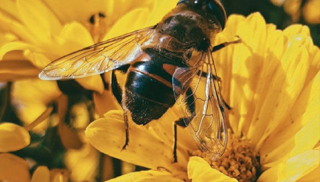 Bee working